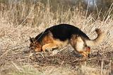 BERGER ALLEMAND 971